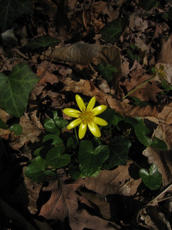 Ranunculus ficaria